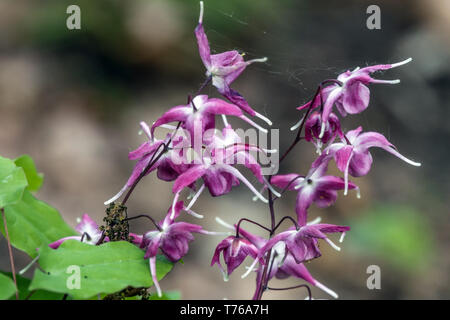 Epimedium grandiflorum Rubinkrone, Barrenwort Foto Stock