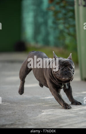 Funny bulldog francese cercando di smettere di correre sulla sua parte anteriore due piedi. Adorabile cucciolo domestico razza Foto Stock