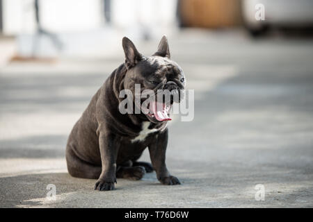 Assonnato carino bulldog francese è sbadigli outdoor durante la seduta. Pavimentazione sfocata e sfondo con luce naturale Foto Stock