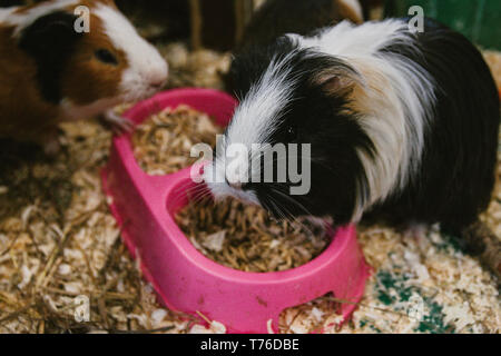 Cavie il vassoio con il cibo in una gabbia in uno zoo di animali domestici. Foto Stock