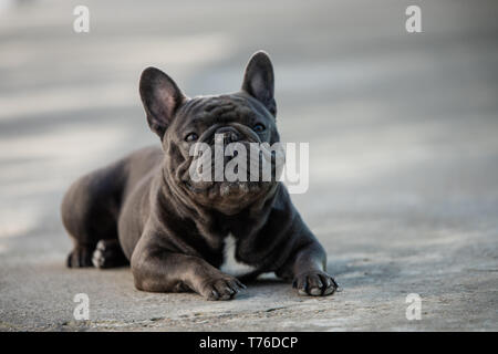 Canine ritratto di grigio di un bulldog francese seduto e prestando attenzione. Cute cane obbedisce ordini Foto Stock