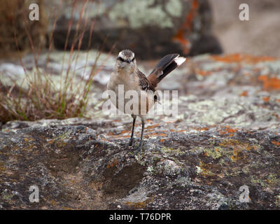 Un Chalk-browed mockingbird (Mimus Saturnino) nella Cuesta Blanca, Cordoba, Argentina. Foto Stock