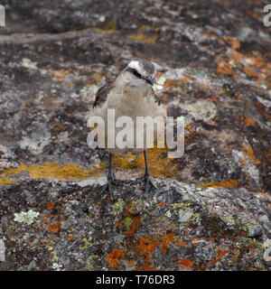 Un Chalk-browed mockingbird (Mimus Saturnino) nella Cuesta Blanca, Cordoba, Argentina. Foto Stock