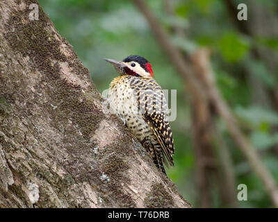 Un verde-escluso Picchio rosso maggiore (Colaptes melanochloros) nella Cuesta Blanca, Cordoba, Argentina. Foto Stock