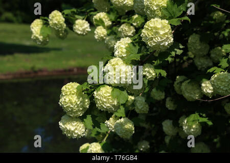Viburnum opulus piante in giardino, varietà chiamata Roseum o Snowball. Foto Stock