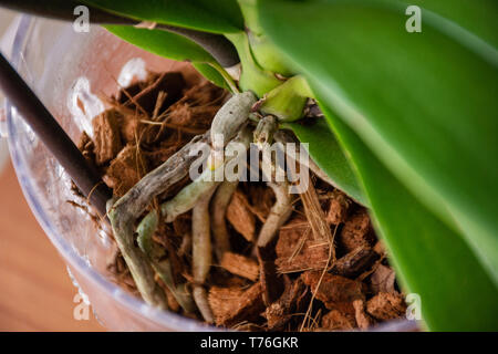 Phalaenopsis orchid radici e nuova piccola radice in vaso di fiori con il substrato e il verde delle foglie a casa. Botaniche e casa fiori concetto. Close up Foto Stock