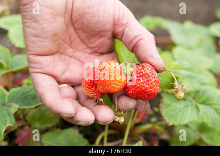 Maschio a mano di fragole fresche dal giardino. Foto Stock