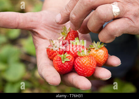 Maschio a mano di fragole fresche dal giardino. Foto Stock