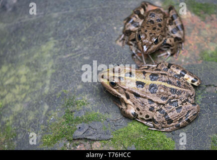Europeo di rana di palude, Pelophylax ridibundus, nel vecchio fosso di drenaggio. Foto Stock