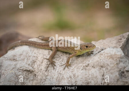 Eastern ramarro, Lacerta viridis,crogiolarsi sulle rocce. Foto Stock