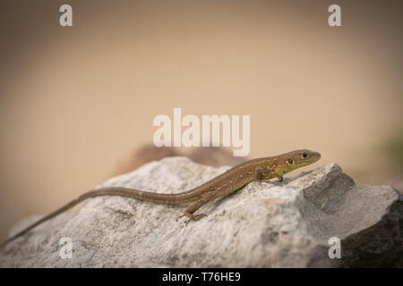 Eastern ramarro, Lacerta viridis,crogiolarsi sulle rocce. Foto Stock