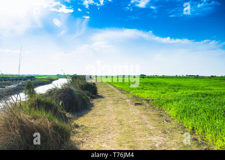 Bella e verde dei campi di grano in Punjab pakistan ,paesaggio con cielo blu in background. Foto Stock