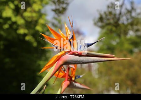 Fiore coloratissimo uccello del paradiso - Strelitzia Reginae fiore nel giardino botanico Foto Stock