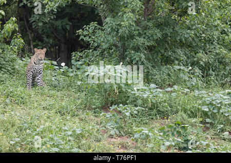 Adulto orologi di Leopard su letto asciutto del fiume alla mandria di Impala. Foto Stock