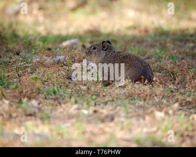 A sud della montagna (cavy Microcavia australis) in Rio Ceballos, Cordoba, Argentina. Foto Stock