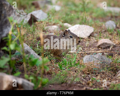 A sud della montagna (cavy Microcavia australis) in Rio Ceballos, Cordoba, Argentina. Foto Stock