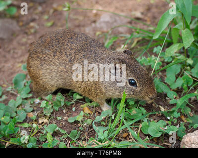 A sud della montagna (cavy Microcavia australis) in Rio Ceballos, Cordoba, Argentina. Foto Stock