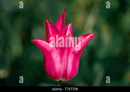 Macro close up di un rosso tulipano botanico in pieno sole con colori brillanti ed elevato contrasto Foto Stock