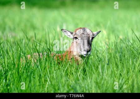 Femmina muflone Ovis aries Musimon giacente in erba Foto Stock