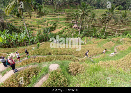 Riso terrazzati paesaggio campo circondato da alte palme in Indonesia Foto Stock