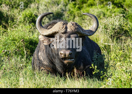 Bufali avvistati durante un game drive in Addo Elephant Park seduto e rilassanti in gras Foto Stock