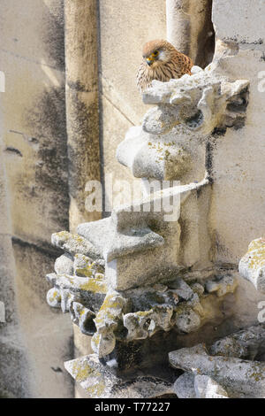 Comune femmina gheppio (Turmfalke, Falco tinnunculus) alla facciata di Stephansdom (Cattedrale Santo Stefano) Foto Stock
