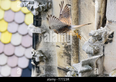 Comune femmina gheppio (Turmfalke, Falco tinnunculus) alla facciata di Stephansdom (Cattedrale Santo Stefano) Foto Stock