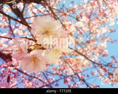Rosa selvatica ciliegio in fiore blu su sfondo cielo. Fiori di Primavera, cluster di piccole dimensioni blossom sul ramo nel parco. La bellissima natura cl stagionali Foto Stock
