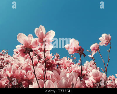 Coral Pink odd albero di magnolia fiori. Elegante motivo floreale oltre il cielo blu sullo sfondo. La molla blossom blooming, strano arte contemporanea poster, zine c Foto Stock