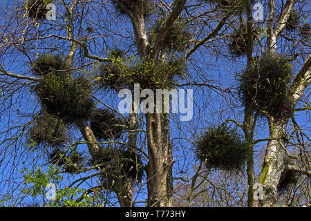 Misteln in einem Baum, Insel Spiekeroog, Ostfriesland, Niedersachsen, Deutschland | vischio in un albero, Spiekeroog Island, East Friesland, inferiore Saxo Foto Stock