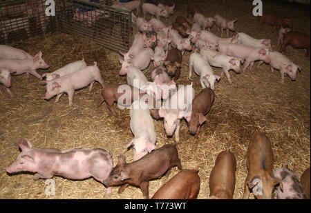 Gruppo di suini a fattoria degli animali. Fattoria degli animali di allevamento poco porci in vendita Foto Stock