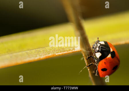 Coccinella sul verde stelo della pianta. macro close up immagine con spazio di copia Foto Stock