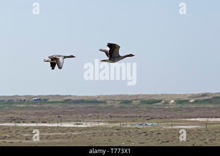 Graylag oche (Anser anser) in volo, Spiekeroog Island, East Friesland, Bassa Sassonia, Germania Foto Stock