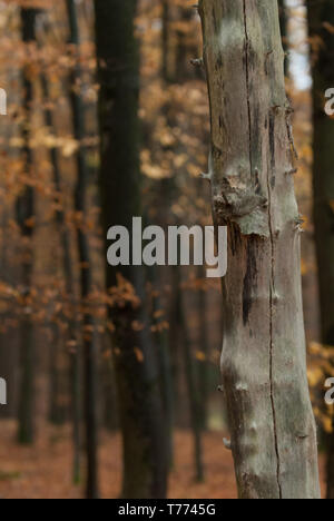 A Buchenwald im Herbst Foto Stock