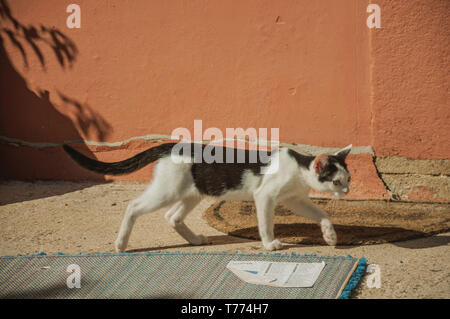Cat camminare a piedi come in un hunt accanto una parete colorata, nel cortile della cascina vicino a Elvas. Una graziosa città sulla frontiera più orientale del Portogallo. Foto Stock