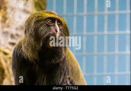 Divertente il gufo di fronte monkey facendo una faccia stupita, la testa di un hamlyn di scimmia in primo piano, vulnerabile specie animale Foto Stock