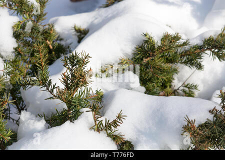 Dettaglio di fusione della neve su una conifera foglie verdi Foto Stock