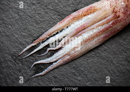 I tentacoli di Calamari Loligo vulgaris, che è stato catturato su asta e linea nel Canale della Manica. Essa viene visualizzata su uno sfondo di ardesia prima di essere Foto Stock