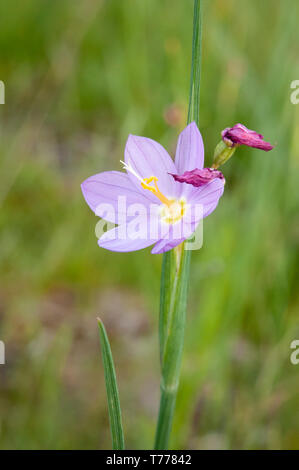 Erba vedova (Olsynium douglasii); Turnbull National Wildlife Refuge, Eastern Washington. Foto Stock