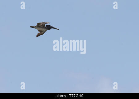 Florida, Stati Uniti d'America. 04 Maggio, 2019. Pelican esegue in Fort Lauderdale Air Show il 4 maggio 2019 a Fort Lauderdale, Florida Persone: Pelican Credito: tempeste Media Group/Alamy Live News Foto Stock