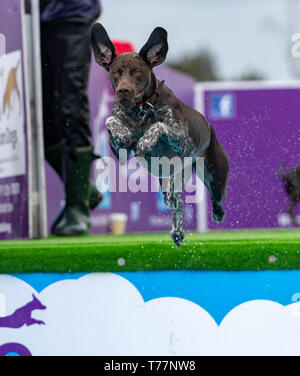 Brentwood, Essex, Regno Unito. Il 5 maggio 2019. Tutto su cani mostrano a Brentwood Essex cane salti int una piscina Credito: Ian Davidson/Alamy Live News Foto Stock