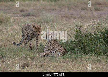 Cheetah madre e bambino cub, Tanzania Foto Stock