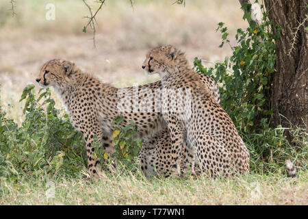 Cheetah madre e bambino cub, Tanzania Foto Stock