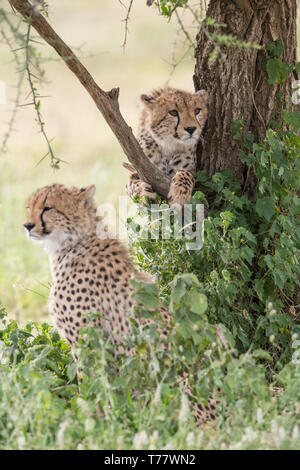 Yearling ghepardo nella struttura ad albero, Tanzania Foto Stock