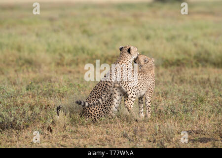 Cheetah madre e bambino cub, Tanzania Foto Stock