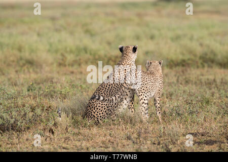 Cheetah madre e bambino cub, Tanzania Foto Stock