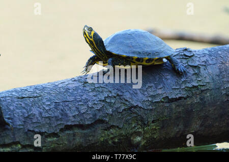 Animali in Hangerweiher Aachen e Wiesbaden Foto Stock