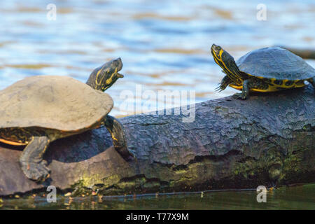 Animali in Hangerweiher Aachen e Wiesbaden Foto Stock