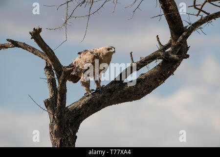 Steppa aquila appollaiato nella struttura ad albero, Tanzania Foto Stock