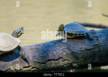Animali in Hangerweiher Aachen e Wiesbaden Foto Stock
